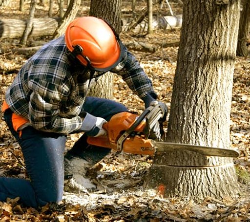 Tree Removal in Montezuma, NC